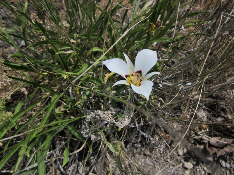 Sego Lily